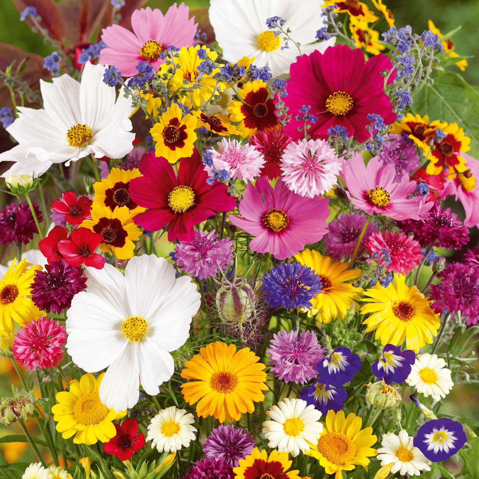 FlowerBloom™ | Mehrjährige Blumenmischung für ganzjährige Blütenpracht