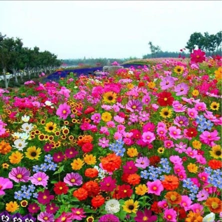 FlowerBloom™ | Mehrjährige Blumenmischung für ganzjährige Blütenpracht