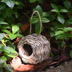 NestHaven | Biete Kolibris ein sicheres Zuhause für jedes Jahr