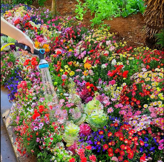 FlowerBloom™ | Mehrjährige Blumenmischung für ganzjährige Blütenpracht
