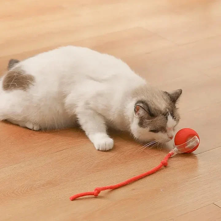 PawPlay™ | Interaktives Katzenspielzeug-Ball