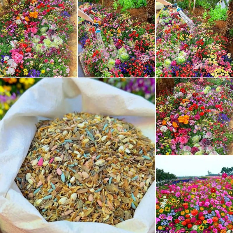 FlowerBloom™ | Mehrjährige Blumenmischung für ganzjährige Blütenpracht