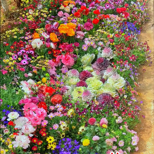 FlowerBloom™ | Mehrjährige Blumenmischung für ganzjährige Blütenpracht