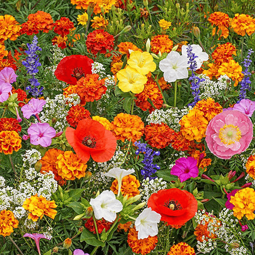 FlowerBloom™ | Mehrjährige Blumenmischung für ganzjährige Blütenpracht
