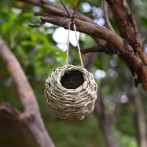 NestHaven | Biete Kolibris ein sicheres Zuhause für jedes Jahr