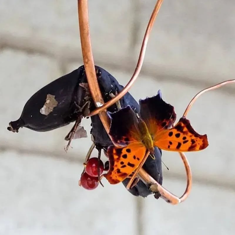 1+1 GRATIS | ButterflyLure | Schmetterlings-Bananenhalter – Natürliche Anziehungskraft