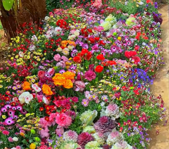 FlowerBloom™ | Mehrjährige Blumenmischung für ganzjährige Blütenpracht