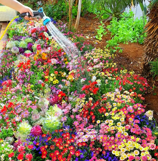 FlowerBloom™ | Mehrjährige Blumenmischung für ganzjährige Blütenpracht