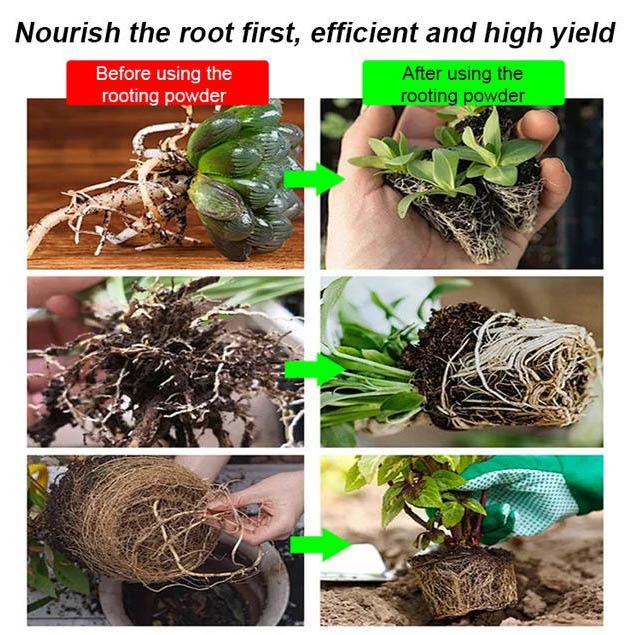 RootPro | Starkes Bewurzelungspulver für gesunde Pflanzenwachstums