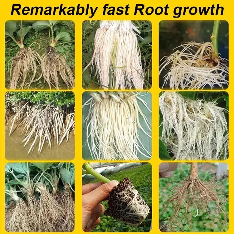 RootPro | Starkes Bewurzelungspulver für gesunde Pflanzenwachstums