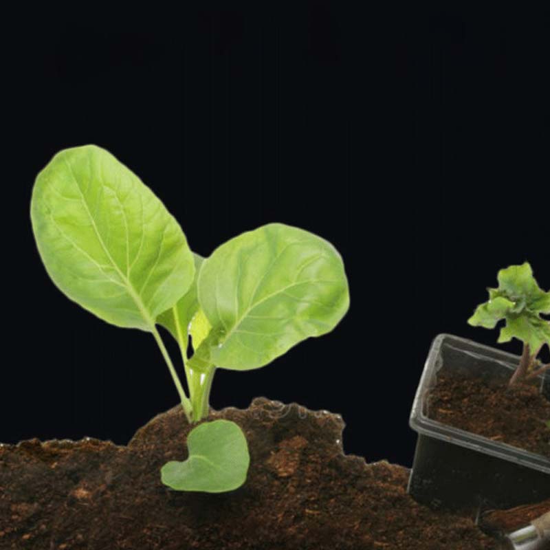 RootPro | Starkes Bewurzelungspulver für gesunde Pflanzenwachstums