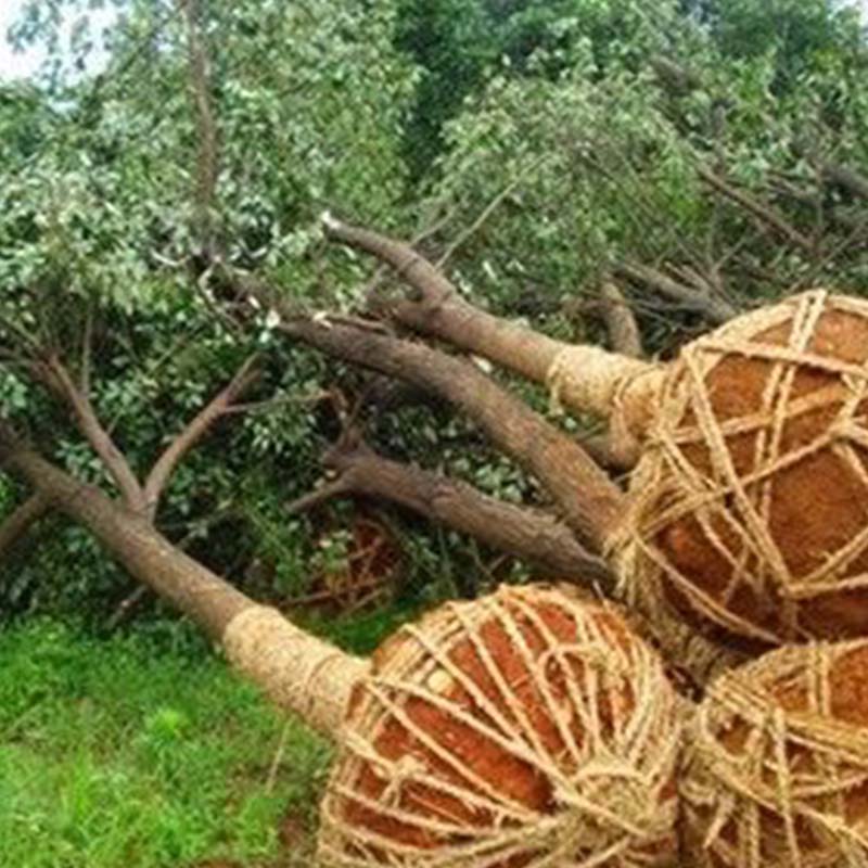 RootPro | Starkes Bewurzelungspulver für gesunde Pflanzenwachstums